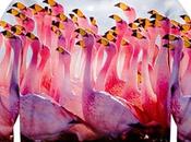 Passione Flamingo