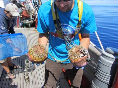 Microbi si nutrono di plastica abbandonata in mare sono inquinanti?