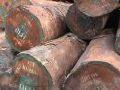L’industria forestale Congo fuori controllo
