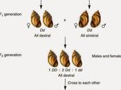 Spiralizzazione della conchiglia Lymnaea peregra: effetto materno