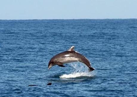 Mare: branco delfini avvistato al largo di Pesaro