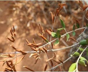 Xylella fastidiosa