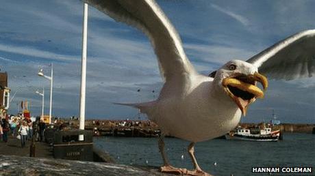 Come on! Vieni che mi ti mangio tutto il Fish & Chips che ti sei portato dietro! ;)