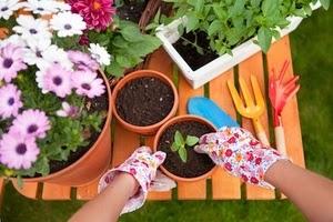 Fertilizzante per piante d'appartamento e fertilizzanti casalinghi, consigli | Varie