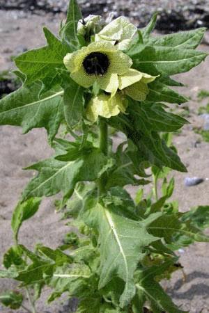 Il fiore giusquiamo, la principale medicina omeopatica