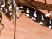 Pericolo Zanzare Tigre: possono trasmettere virus