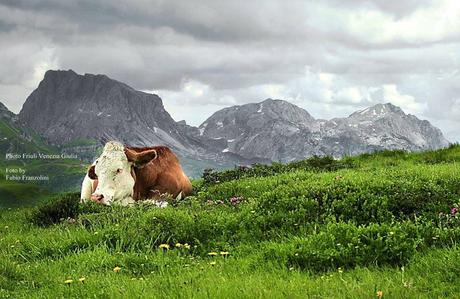 Pascolo nei pressi del Passo Cason di Lanza (UD) — con Fabio Franzolini