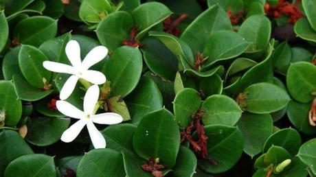 La Carissa Macrocarpa è una pianta subtropicale molto bella con grandi fiori profumati e foglie lucide