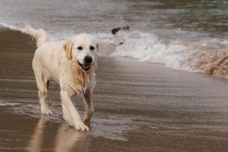 Cani in spiaggia