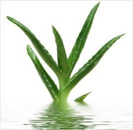 Tipi di Maschio: l'Aloe Vera