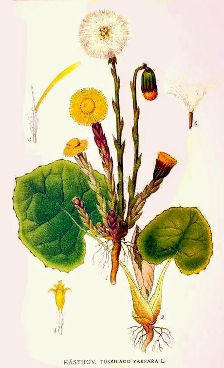 Le infestanti raccontano il tuo terreno: Farfara (Tussilago farfara)