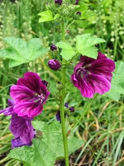 Le infestanti raccontano il tuo terreno: Stellaria media e Malva campestre