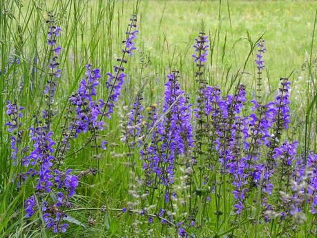 Le infestanti raccontano il tuo terreno: Salvia dei prati (Salvia pratense)