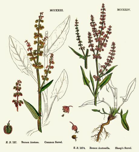 Le infestanti raccontano il tuo terreno:Acetosa o acetosella minore (Rumex Acetosella)