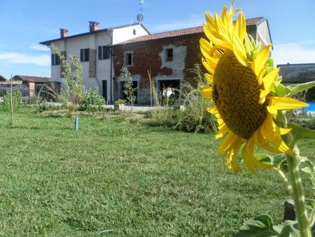 IL GIRASOLE AL TELEGIORNALE