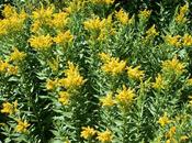 Goldenrod fiore cura l'incertezza