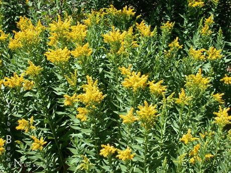 Goldenrod - il fiore che cura l'incertezza