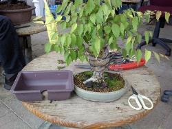 bonsai zelkova2