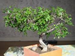 bonsai zelkova1