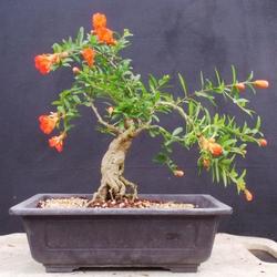 bonsai melograno1