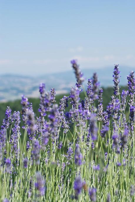 Rosmarino e fusi di lavanda