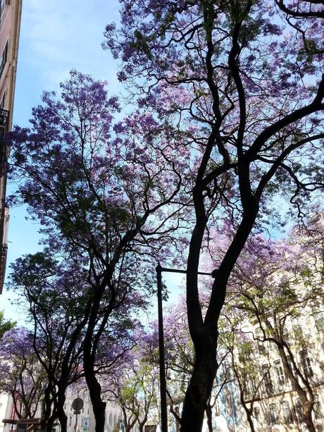 Jacarandás