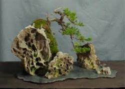 bonsai su roccia
