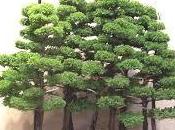 Bonsai boschetto