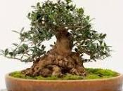 Bonsai ulivo