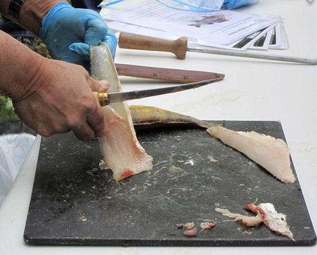 USFWSmidwest - Filleting 101