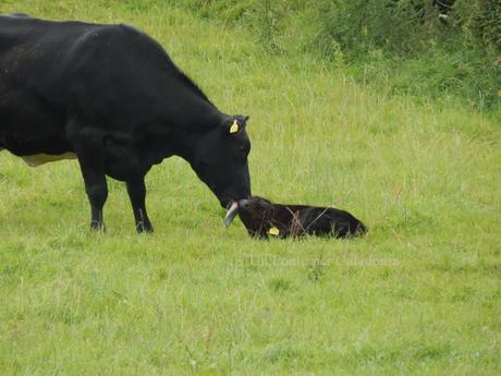 Mamme e Cuccioli all'Isola di Bute