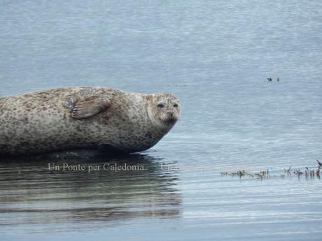 Foca a Scalpsie Bay - Isola di Bute