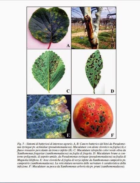 I BATTERI FASTIDIOSI tra i quali Xylella fastidiosa