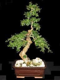 creare bonsai