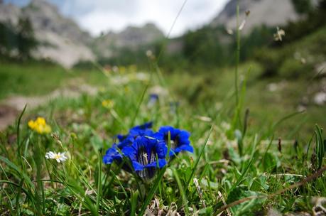 DOLOMITI FRIULANE : Anello di Brica