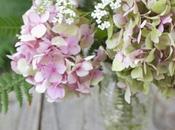 composizione ortensie