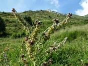 CYNOGLOSSUM MONTANUM LINGUA CANE MONTANA prima parte