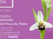 Convegno mostra fotografica sulle Orchidee Vastese. Sabato agosto Salvo