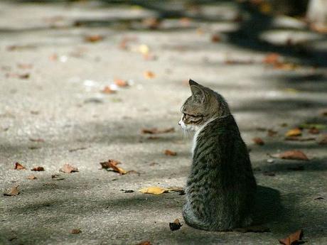 Pensavo fosse amore, invece era un gatto in autostrada