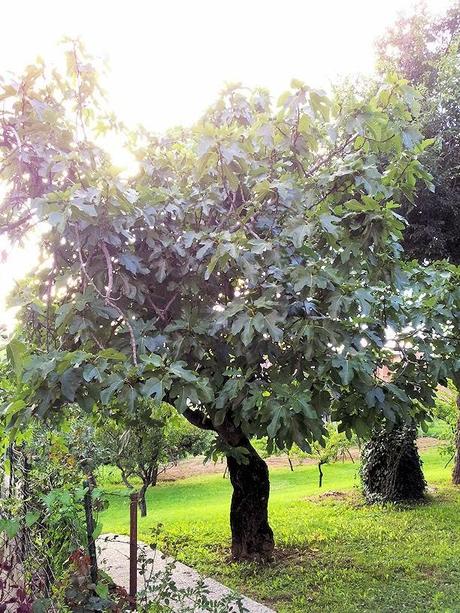 Tempo di conserve e di marmellate!?