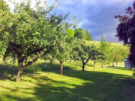 Tempo di conserve e di marmellate!?