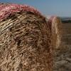 Le Crete Senesi