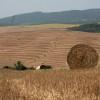 Le Crete Senesi