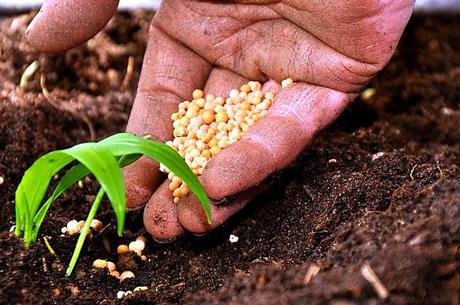 Braccia che ritornano alla terra finalmente