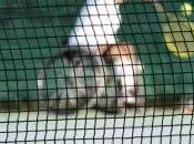 Tennis carrozzina: giovedì Campionati Italiani Squadre