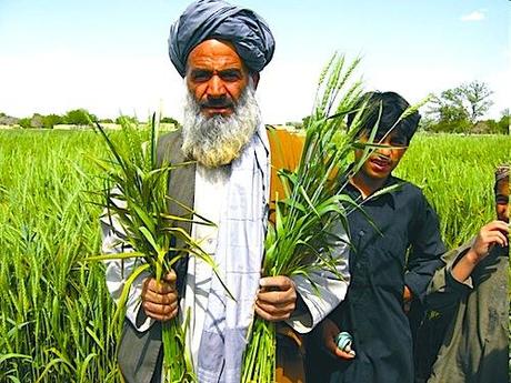 zinco e agricoltura