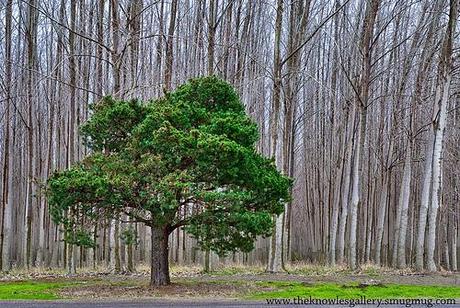 Quanto un albero aiuta a salvare delle vite?