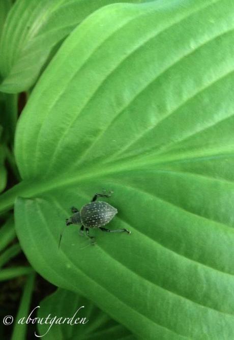 Oziorrinco su Hosta