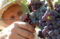 AGRICOLTURA: ITALIA, OTTIME PREVISIONI PER VENDEMMIA