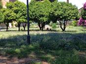 Aventino. Quella stranissima differenza Giardino degli Aranci Sant'Alessio. Perché?